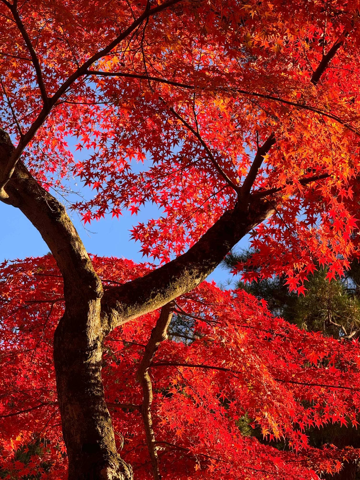 momiji